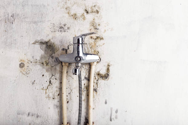 Best Mold Damage Repair  in Morgan Hill, CA