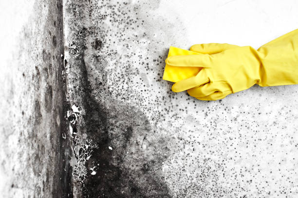 Best Emergency Mold Removal  in Morgan Hill, CA