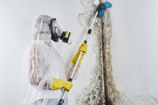 Best Commercial Mold Removal  in Morgan Hill, CA