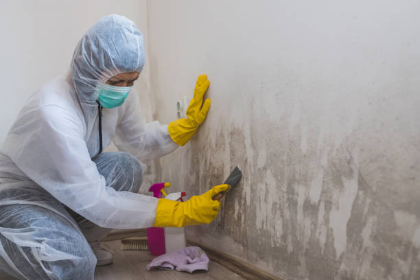 Best Attic Mold Removal  in Morgan Hill, CA