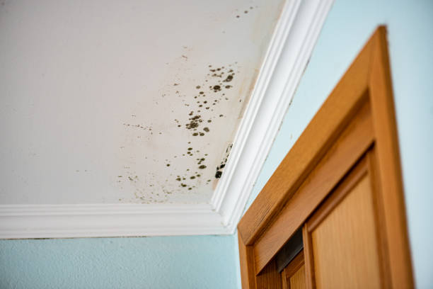 Best Attic Mold Removal  in Morgan Hill, CA