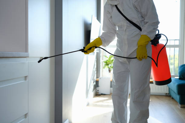 Best Certified Mold Removal  in Morgan Hill, CA