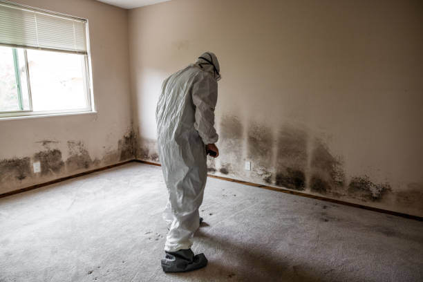 Best Local Mold Removal Service  in Morgan Hill, CA