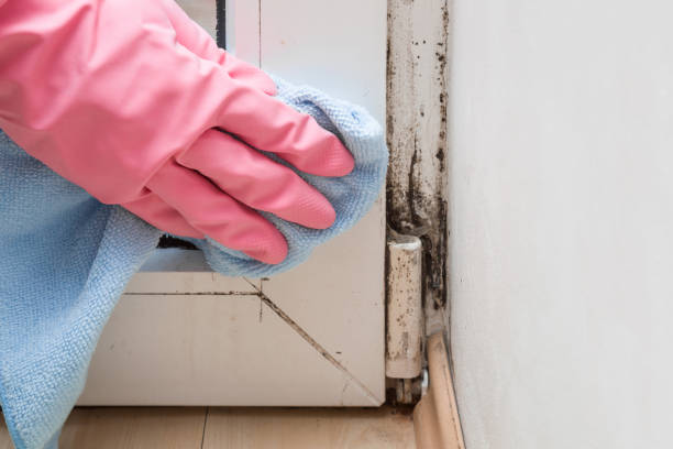 Best Certified Mold Removal  in Morgan Hill, CA
