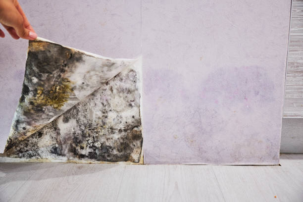  Morgan Hill, CA Mold Removal Pros